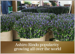 世界に広がるAshiro Region